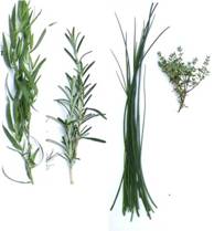 frische Kr�uter