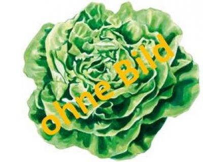 Eisbergsalat - Spanien